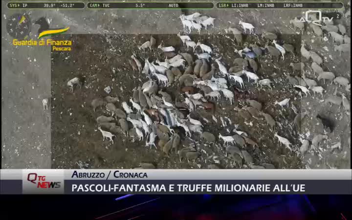 MAXI OPERAZIONE TRANSUMANZA: PASCOLI-FANTASMA E TRUFFE MILIONARIE ALL’UE, COINVOLTO L'ABRUZZO
