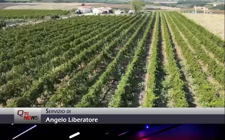 Regione Abruzzo: a breve gli indennizzi per danni da peronospora